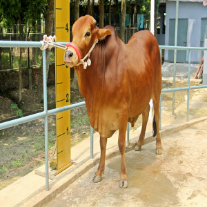 Male - Bull (ষাঁড়)